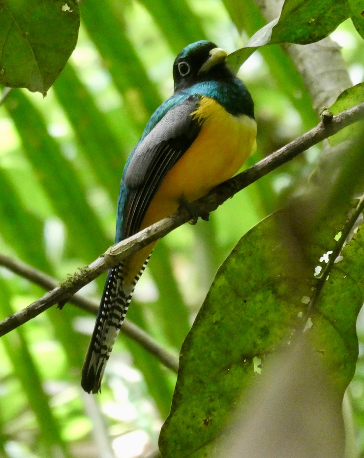 Trogon